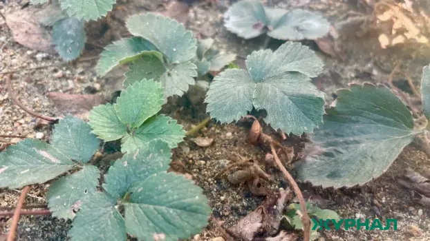 Сильные дожди затопили клубничные поля в Белореченском районе Краснодарского края