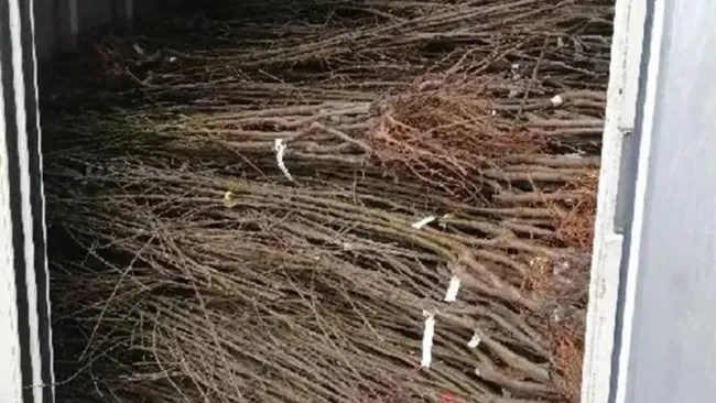 В Новороссийске уничтожили 11&thinsp;000 персиковых деревьев из-за заражения вирусом