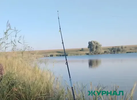 Массовая гибель черепах и рыб зафиксирована на Верхнем Покровском озере в Краснодаре