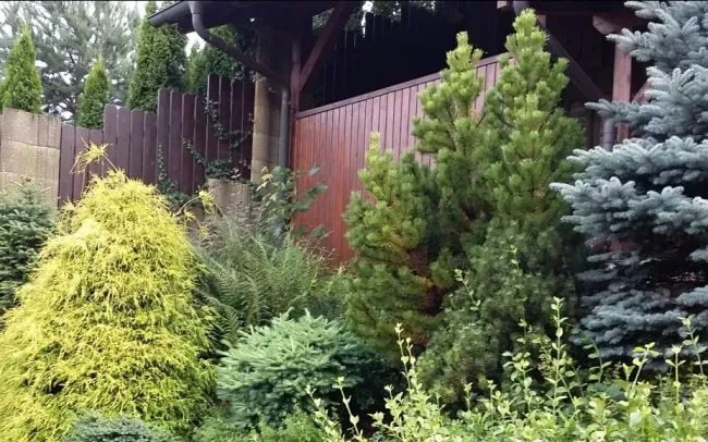Хвойные деревья у дома: суеверия и мнение священника о посадке