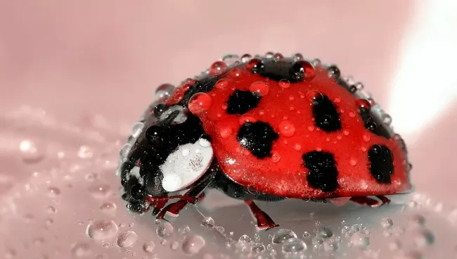 Самец божьей коровки: как его называют и почему это важно для урожая