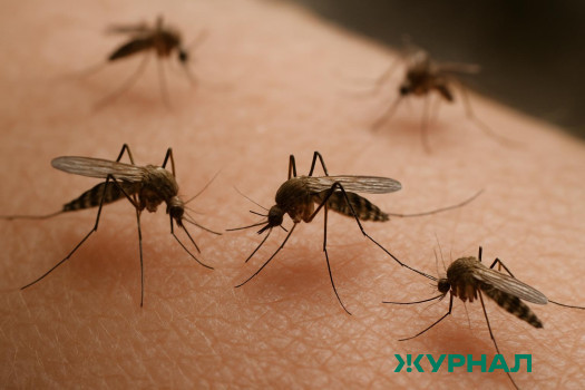 Зоолог рассказал, откуда в Краснодарский край завозят малярию