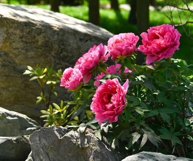 В Краснодаре распустились пионы в Японском саду парка Галицкого