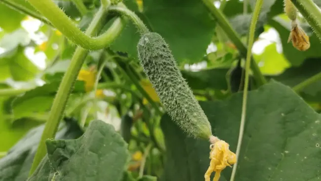 Как продлить урожай огурцов до осени с помощью янтарной кислоты
