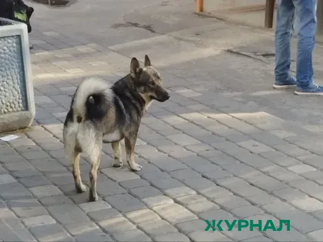 В Краснодаре начался отлов бездомных собак в жилых районах и парках