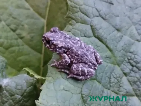 Лягушки заполнили бассейн частного дома в Анапе