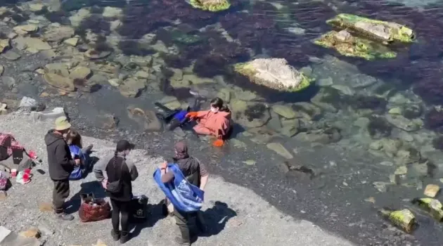 Под Анапой на берег выбросился беременный дельфин