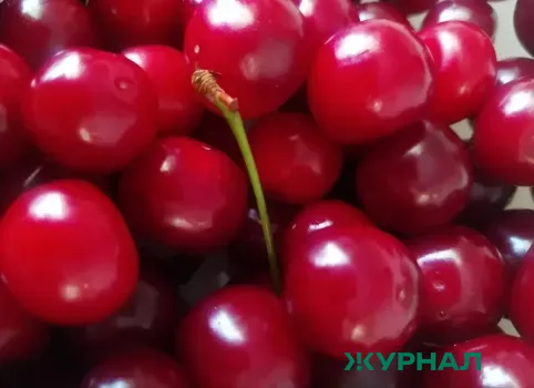 Урожай черешни на Кубани ожидается позже обычного
